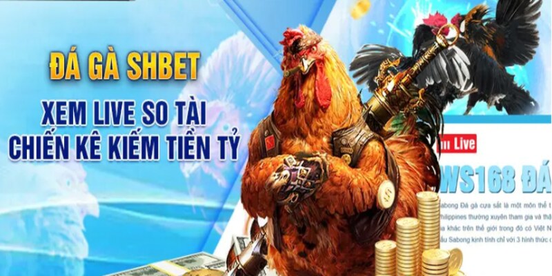 Giới thiệu chi tiết về sảnh đá gà SHBET mới nhất