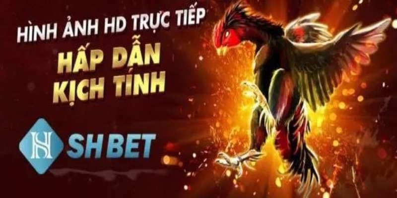 SHBET là nơi người chơi có thể tham gia đặt cược đá gà an toàn nhất 2024